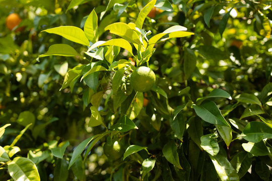 Close-up of small green orange fruits hanging from branches with vibrant leaves on a citrus tree in a sunny garden.
