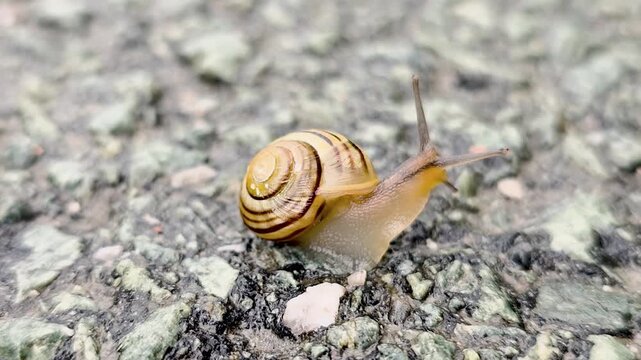 A snail in a shell trying to gross the road