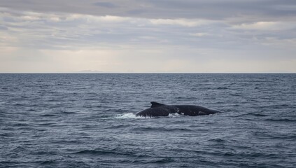 Fototapeta premium Whales Swimming Together in Calm Ocean Waters Under Overcast Sky