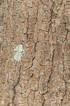 Close Up of Old Tree Bark Texture with Deep Cracks and Green Lichen Nature Background with Copy Space