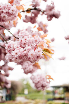 Close up view of vibrant pink cherry blossom flowers, Prunus Kanzan, blooming on a tree branch during springtime. The background is softly blurred, capturing a picturesque nature scene, freshness, and