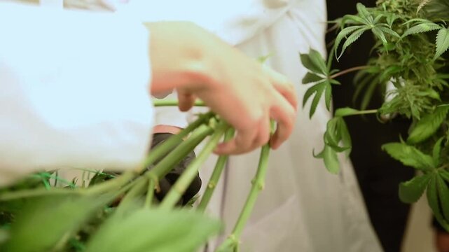 professional scientist wearing a lab coat, face mask, and hairnet inspects cannabis plants growing indoors under led lights in a modern commercial cultivation facility