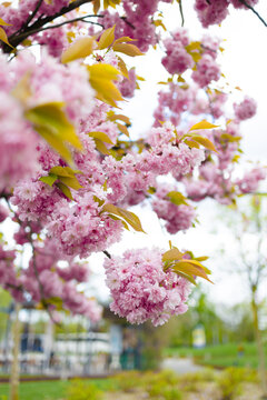 Close up view of vibrant pink cherry blossom flowers, Prunus Kanzan, blooming on a tree branch during springtime. The background is softly blurred, capturing a picturesque nature scene, freshness, and