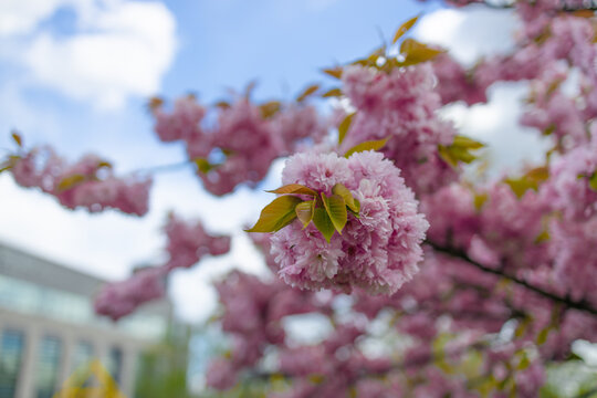 Close up view of vibrant pink cherry blossom flowers, Prunus Kanzan, blooming on a tree branch during springtime. The background is softly blurred, capturing a picturesque nature scene, freshness, and