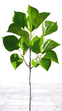 Mulberry tree sapling. Young Morus alba plant.