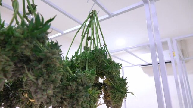 professional scientist wearing a lab coat, face mask, and hairnet inspects cannabis plants growing indoors under led lights in a modern commercial cultivation facility