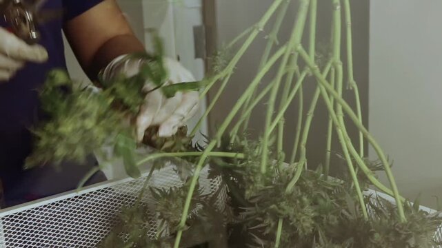 professional scientist wearing a lab coat, face mask, and hairnet inspects cannabis plants growing indoors under led lights in a modern commercial cultivation facility