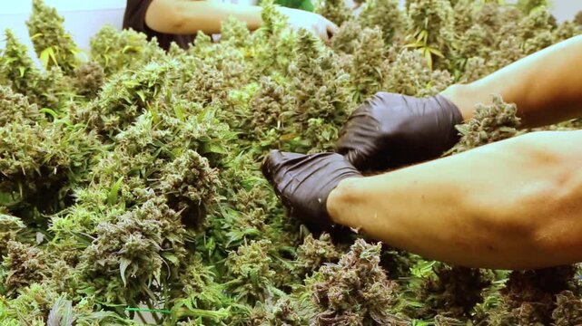 professional scientist wearing a lab coat, face mask, and hairnet inspects cannabis plants growing indoors under led lights in a modern commercial cultivation facility