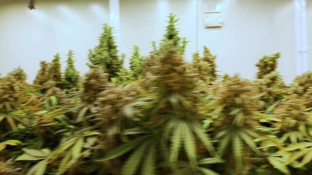 professional scientist wearing a lab coat, face mask, and hairnet inspects cannabis plants growing indoors under led lights in a modern commercial cultivation facility