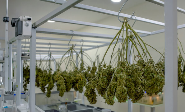 Harvested cannabis plants hanging upside down on metal racks to dry in a specialized processing and curing facility for medical marijuana production.