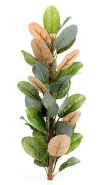 Green shrub branch. Decorative foliage isolated on white.
