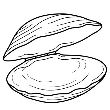open clam shell seashell line art vector illustration