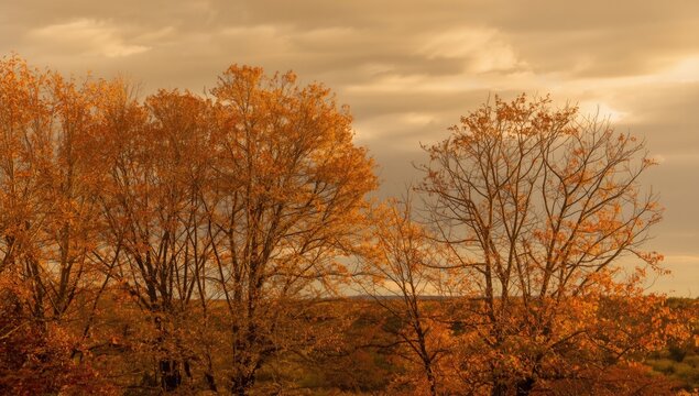 Autumn Trees with Golden Leaves Against a Cloudy Sky