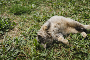 Fototapeta premium Playful Cat Lying on Grass in a Sunny Garden
