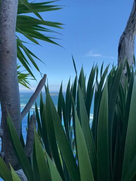 Lush green tropical foliage including long pointed leaves and palm trunks framing a view of the calm blue sea from an infinity pool area in Nha Trang, Vietnam. Beautiful coastal landscape 