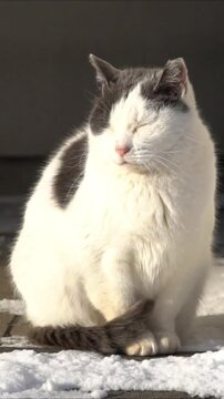 Extreme close up of cute Japanese cat closing eyes and sunbathing in Tokiwa Park, Asahikawa.
