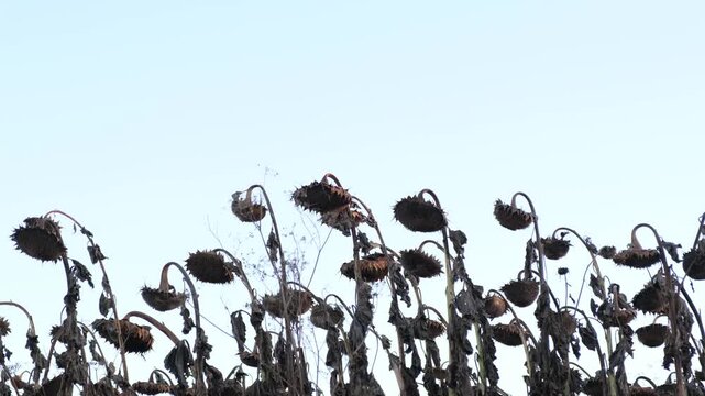 global warming destroyed the crop of the sunflower