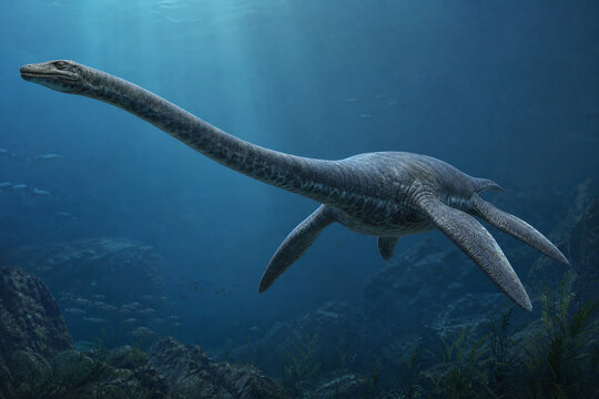 Long necked plesiosaur gliding through ancient blue ocean