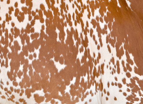 Cow skin texture background, bull leather with fur background closeup, cow hide pattern, The texture is dense and rich, displaying a natural pattern, cow skin hairy texture bull fur animal skin textur