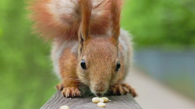 Squirrel gathers food on a sunny day in a backyard garden