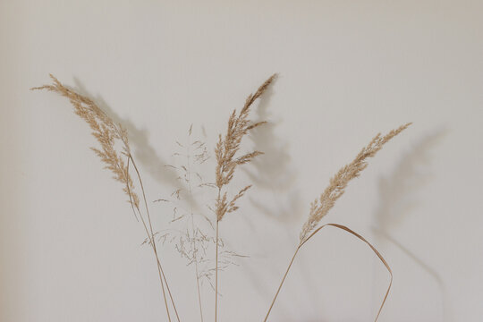 Close-up of beautiful dry grass bouquet. Festuca plant over beige wall background. Simple floral home decoration. Natural elegant detail, web banner.
