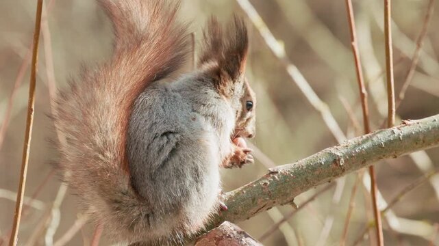Squirrel eats nuts on a tree branch in a park during a sunny day
