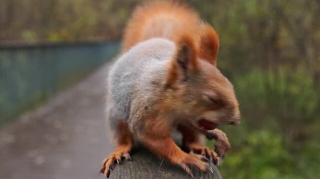 Squirrel eats nuts and moves along the railing in a forest park