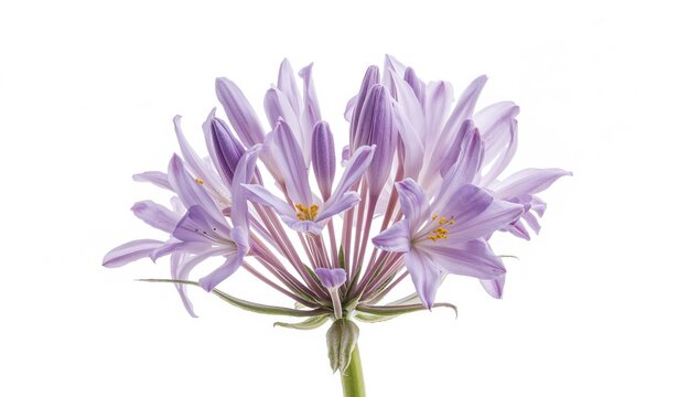 Purple Flower Bouquet Isolated on White with Delicate Petals