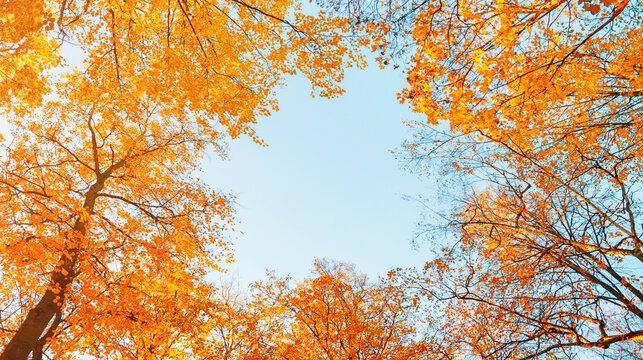 Autumn forest trees background, panoramic view of tree tops with golden leaves on the background of blue sky, free space for text, October landscape