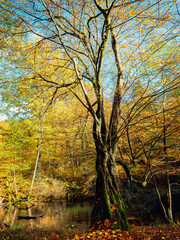 Jesień na Warmii nad rzeką Łyną. © Janusz Lipiński