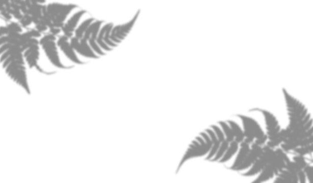 Fern leaf shadow overlay isolated on transparent background