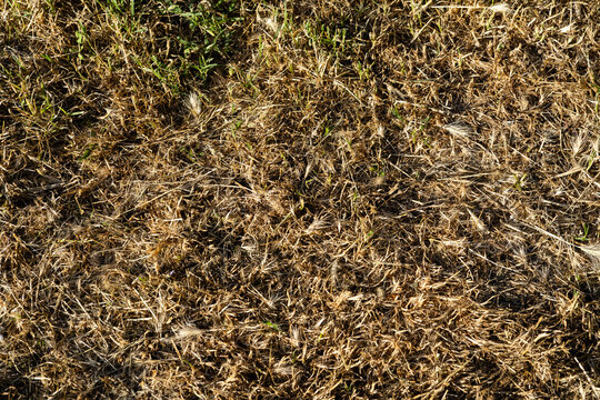 Dry yellow grass texture background with dead straw hay field and withered lawn ground cover