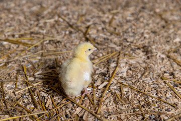 one chicken at a poultry farm for growing meat breeds, small chickens covered with yellow fluff on sawdust in the poultry farm building, the chickens are about three days old © rsooll