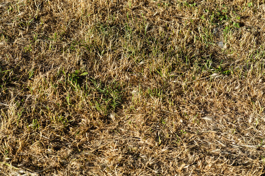 Dry yellow grass texture background with dead straw hay field and withered lawn ground cover