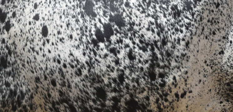 Cow skin texture background, bull leather with fur background closeup, cow hide pattern, The texture is dense and rich, displaying a natural pattern, cow skin hairy texture bull fur animal skin textur