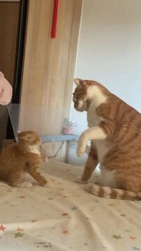 A Large Adult Ginger Cat Playfully Wrestling with a Tiny Kitten on a Bed