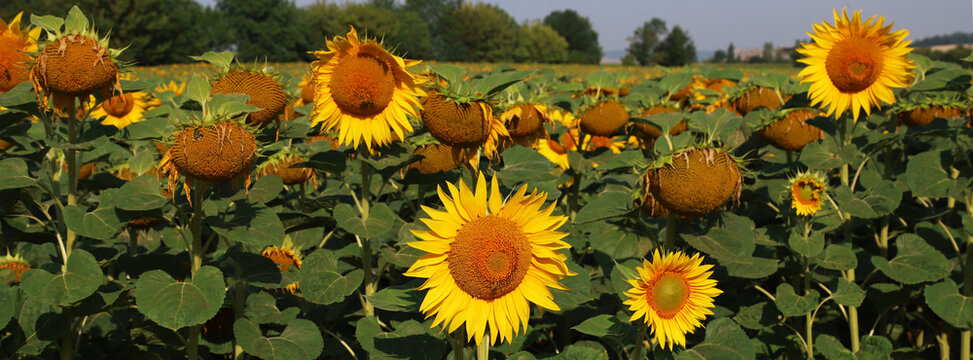 Bright sunflower field in summer with golden blooms stretching across a rural landscape