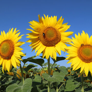 Three bright sunflowers in a summer field under a clear blue sky attracting bees