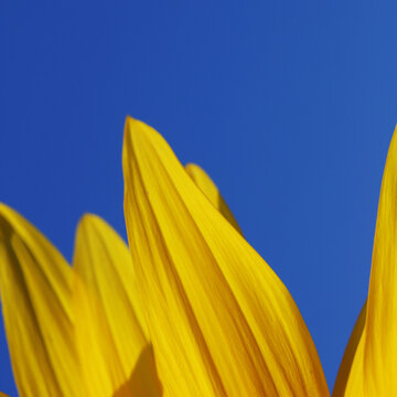 Close-up of sunflower petals against a clear blue sky with bright summer light
