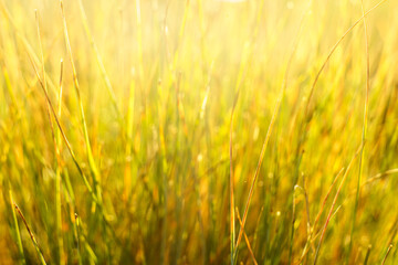 Słoneczne światło prześwietlające źdźbła trawy (Poaceae). Promieniste makro do materiałów związanych z odnawialną energią, słońcem i spokojem. © Henryk Niestrój