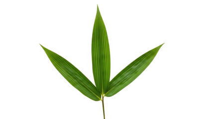 Fototapeta premium Fresh green bamboo leaves isolated on a plain surface isolated on transparent background