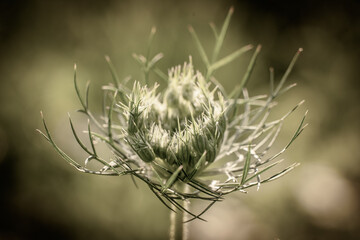 Pąk/owocostan marchewki zwyczajnej (Daucus carota) w subtelnym, stonowanym świetle. Makro botaniczne doskonałe do tematyki ziół, ogrodnictwa i dzikiej przyrody. © Henryk Niestrój