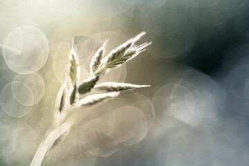 Kłos trawy (Poaceae) pod światło z efektownym rozmyciem bokeh. Estetyczne makro idealne do materiałów o naturze, rolnictwie, ekologii oraz motywach letnich. © Henryk Niestrój