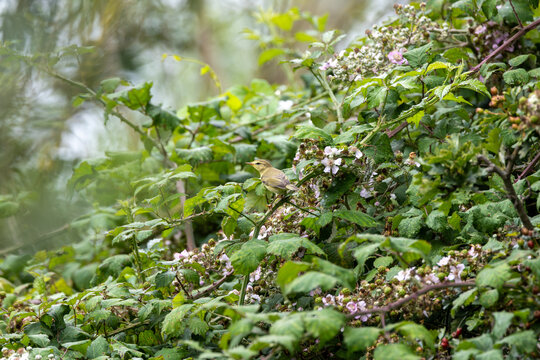 Willow warbler on a flowering bramble