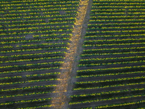 Aerial view of lush green vineyard rows stretching across the landscape in the golden light of late afternoon in Targon, Nouvelle-Aquitaine, France.