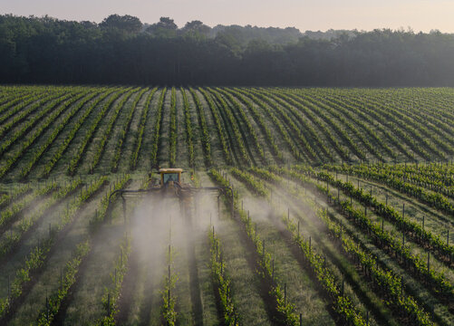 Aerial view of a tractor spraying a vineyard in the early morning light with rows of vines extending towards a forest in Targon, Nouvelle-Aquitaine, France.