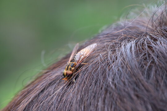 A horsefly that landed on a person's hair