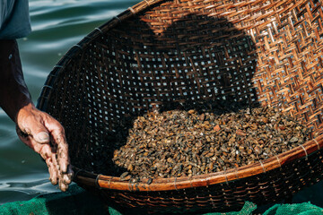 Harvesting Freshwater Clams in Woven Bamboo Basket © Александр Коноплев