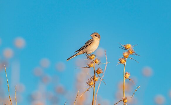 A beautiful close-up of a young juvenile Woodchat Shrike (Lanius senator) perched calmly on dry thorns under a clear blue sky in the Tigris Valley. High-quality wildlife photography capturing small av