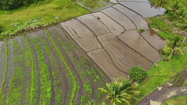 Aerial View of Rice Fields in the Countryside